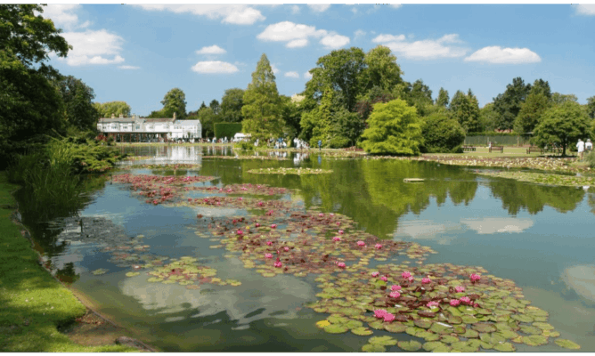 Hardy water lilies in flower across the pond at Burnby Hall Gardens, Pocklington
