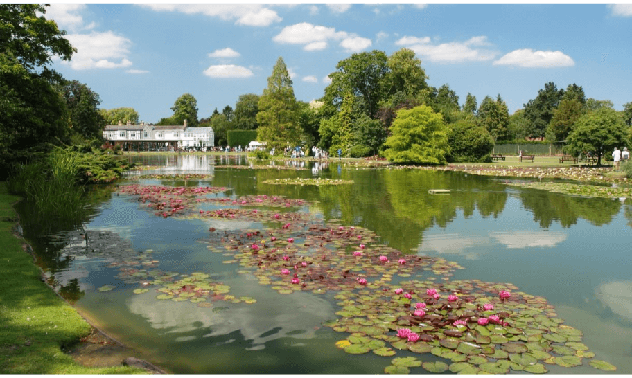 Hardy water lilies in flower across the pond at Burnby Hall Gardens, Pocklington