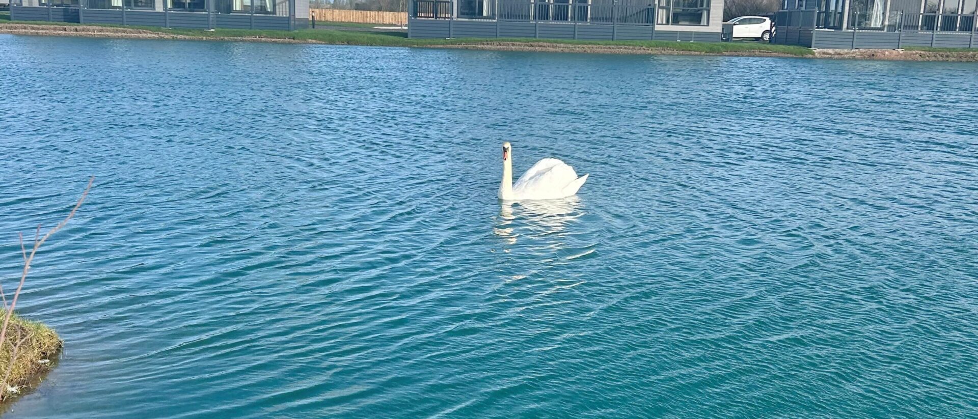 Row of lakeside lodges across calm water at Derwent Oaks, with a swan in the foreground