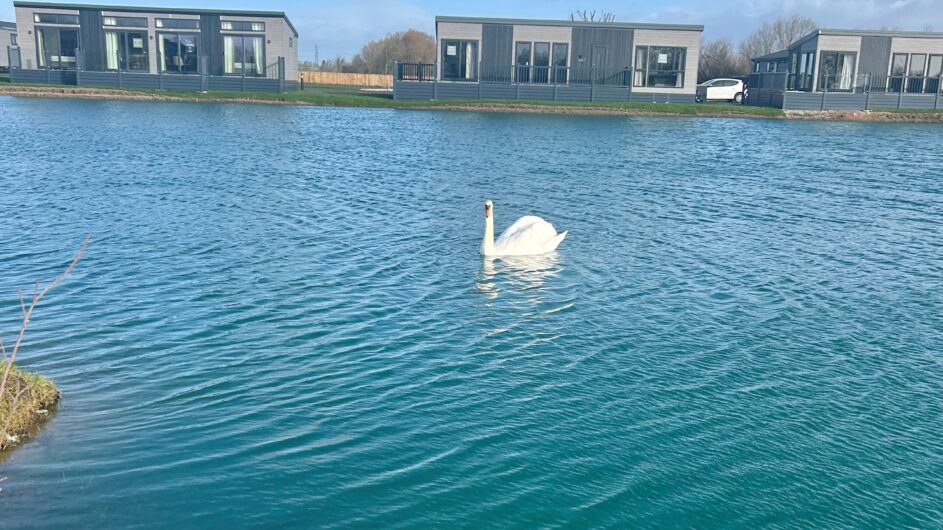 Row of lakeside lodges across calm water at Derwent Oaks, with a swan in the foreground
