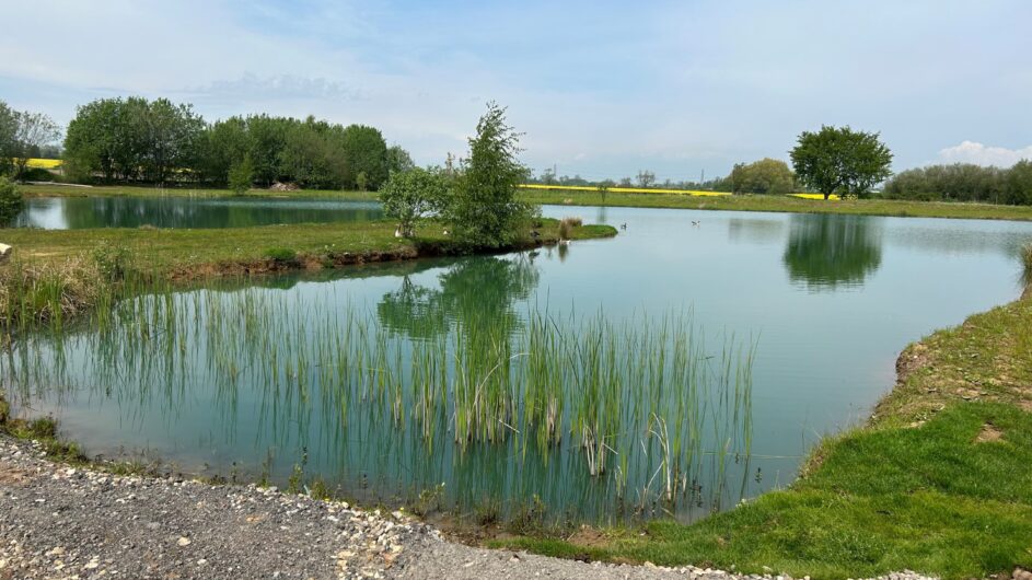 The calm fishing lake at Derwent Oaks, ringed by reeds and Yorkshire meadow