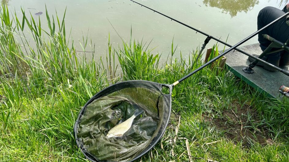 An angler holding a carp in a landing net at the Derwent Oaks lake