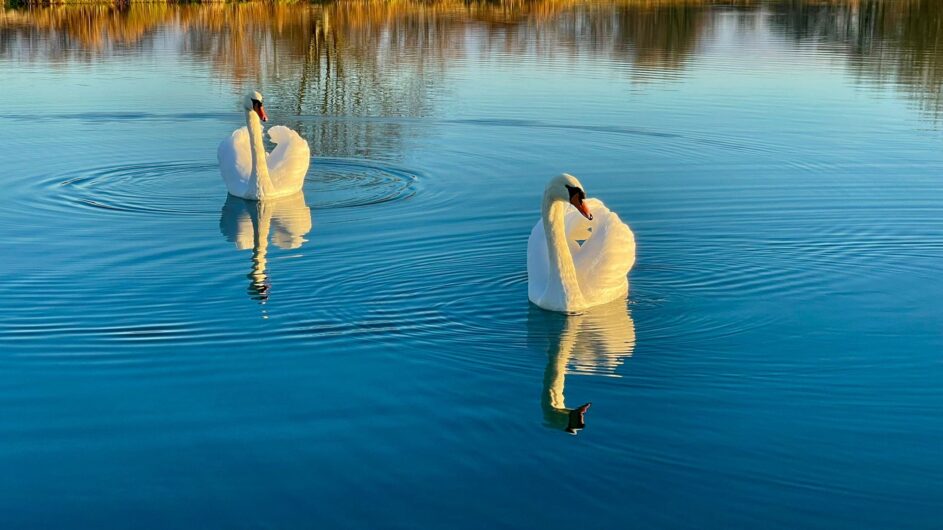 Two swans gliding across the lake in golden afternoon light